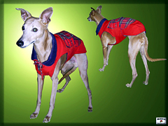 Clothes for dog - goratex + fleece