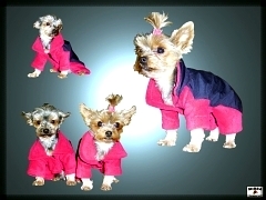 Goraex jacket for dog