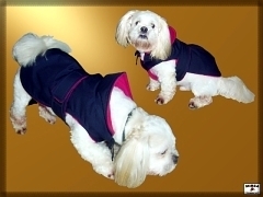 Goratexový kabátik pre psíka s kapucňou
