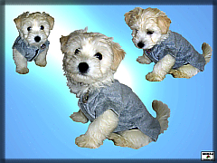 Terry clothes for dog