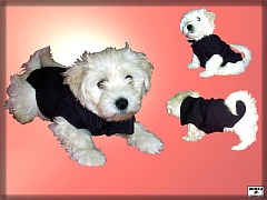 Oblečenie pre psíka vlnený sveter