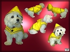 Goraex jacket for dog