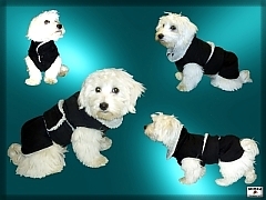 Dog winter coat