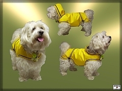 Goratex jacket for dog