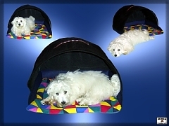 Dog-kennel